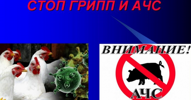Информация о проведении месячника по обеспечению биологической защиты объектов птицеводства и свиноводства – «Без африканской чумы свиней и высокопатогенного гриппа птиц» на территории Тульской области. Информация о проведении месячника по обеспечению биологической защиты объектов птицеводства и свиноводства – «Без африканской чумы свиней и высокопатогенного гриппа птиц» на территории Тульской области.